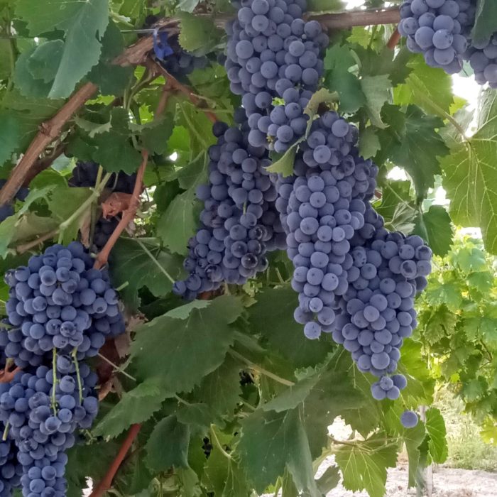 Uva mosto Uva mosto